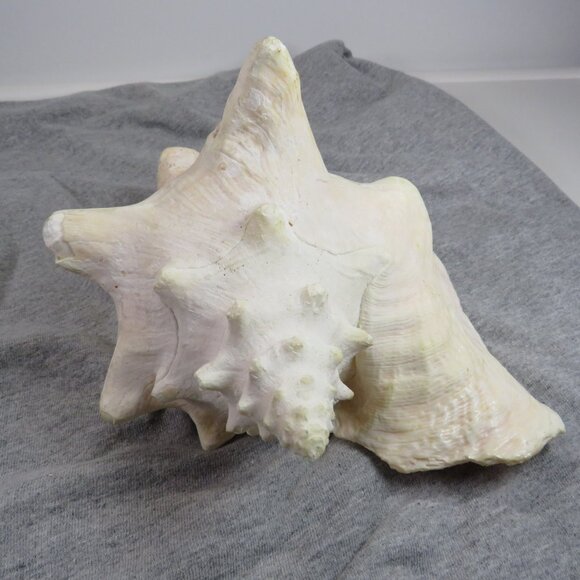 Large REAL Conch Sea Shell 7" tall 9" wide has some chips Tan pink white outer - Picture 8 of 10